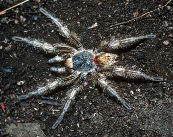 Euathlus sp.7, male, Antofagasta Province, Chile