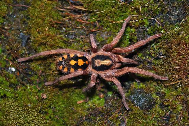 Hapalopus cf formosus Ausserer, 1875, female, Colombia, (Photo - E. Ythier)