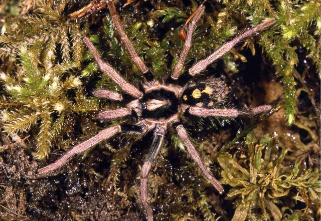 Hapalopus cf triseriatus Caporiacco, 1955, male, ne. Venezuela. (Photo - F. Vol)