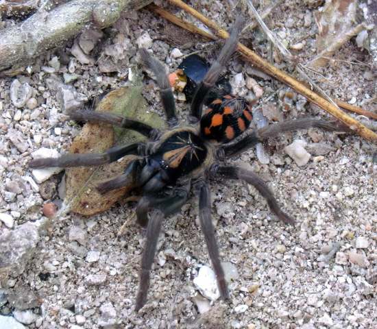 Hapalopus sp., female, Colombia. (Photo - J. Burgess)