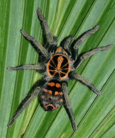 Hapalopus sp., female, Ecuador. (Photo - K. Swing)