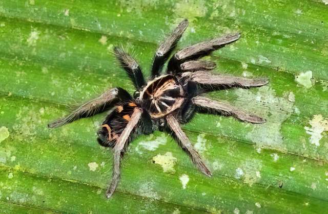 Hapalopus sp., female, Ecuador. (Photo - L. Louro)