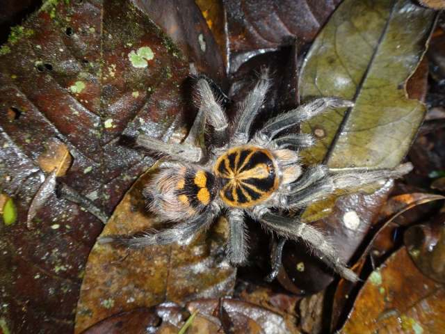 Hapalopus sp. male, Ecuador. (Photo - R. Bennett