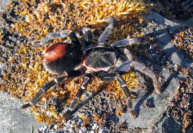 Hapalotremus carabaya Ferretti, Cavalllo, Chaparro, R°os-Tamayo, Seimon & West, 2018, female, Peru