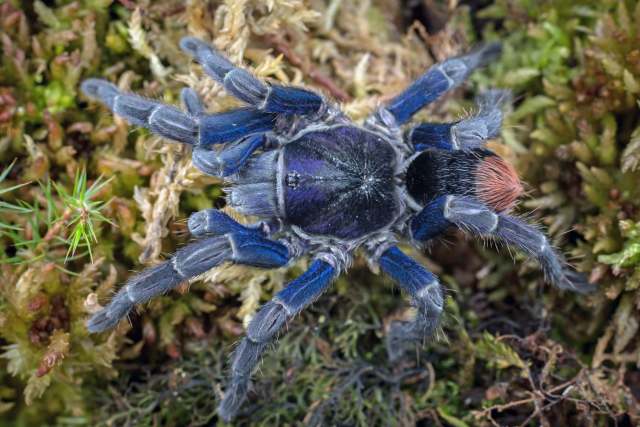 Hapalotremus hananqheswa Sherwood, Ferretti, Gabriel & West, 2021, female, Peru, (Photo - J. Allen)