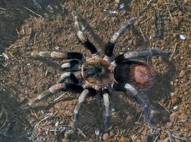 Hapalotremus major (Chamberlin, 1916), Peru. (Photo - JC. Chaparro)