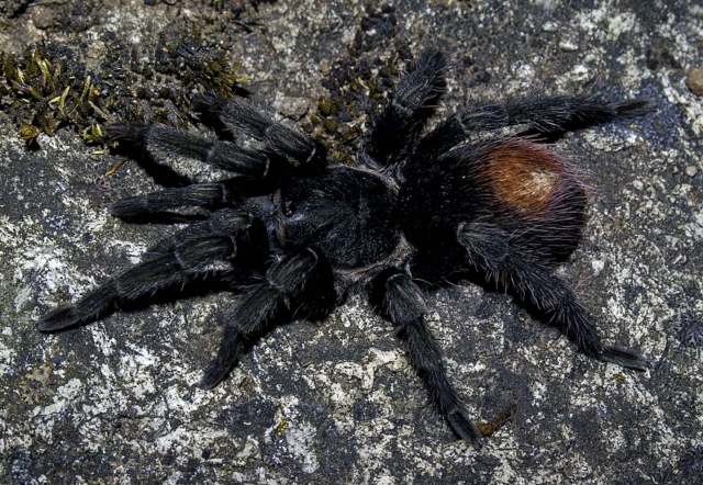 Hapalotremus marcapata Ferretti, Cavalllo, Chaparro, R°os-Tamayo, Seimon & West, 2018, female, Peru. (Photo - J. Allen)