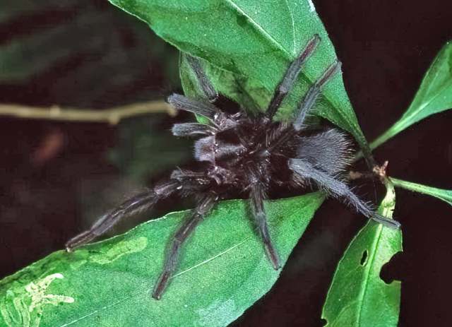 Hemirrhagus chilango PÇrez-Miles & Locht, 2003, female, Mexico. (Photo - M. Patrikeev)