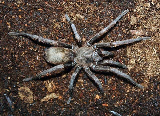 Hemirrhagus coztic PÇrez-Miles & Locht 2003, female, Morelos, Mexico. (Photo - J. Mendoza)