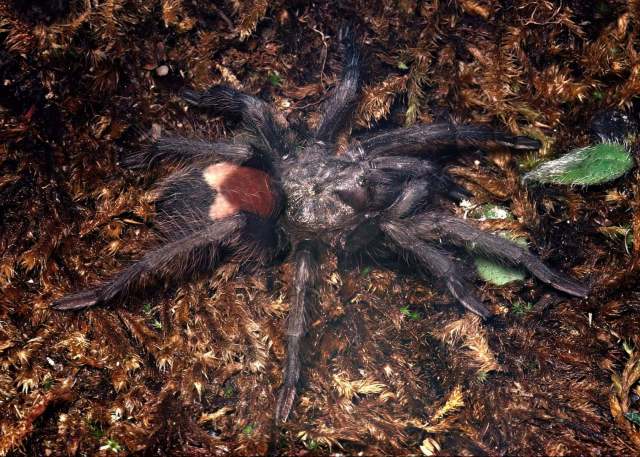 Hemirrhagus eros PÇrez-Miles & Locht, 2003, female, Oaxaca, Mexico, (Photo - W. Lamar)