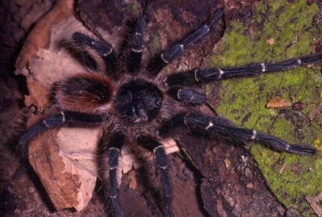 Homoeomma brazilianum (Chamberlin 1917), male, Brazil. (Photo - R. Bertani)