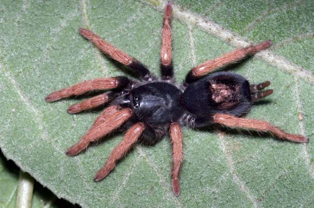 Kochiana brunnipes (C. L. Koch, 1841), female, Brazil. (Photo - R. Bertani)