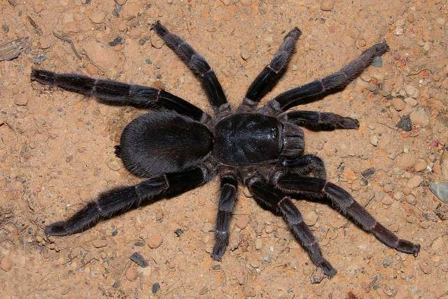 Lyrognathus fuscus West & Nunn 2010, female, Borneo-gigapixel-standard-scale-2_00x