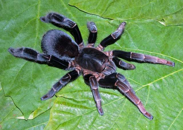 Lyrognathus giannisposatoi Nunn & West 2013, female, Sumatra, Indonesia