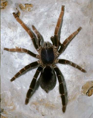 Lyrognathus lessunda, female (postmolt), Lombok Island. Photo Rick C. West