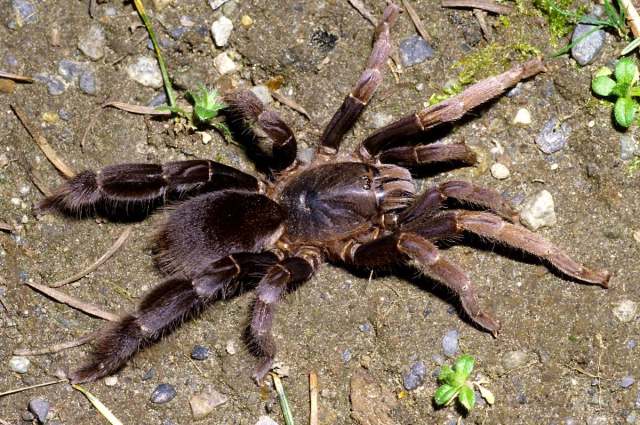 Lyrognathus robustus Smith 1988, female, West Malaysia