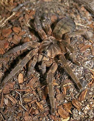 Mascaraneus remotus Gallon, 2005, female, Serpent Island, Republic of Mauritius. (Photo - D. Barron)