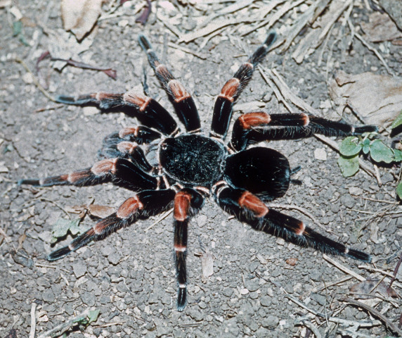 Megaphobema mesomelas (O. Pickard-Cambridge, 1892), male (post-molt), Costa Rica