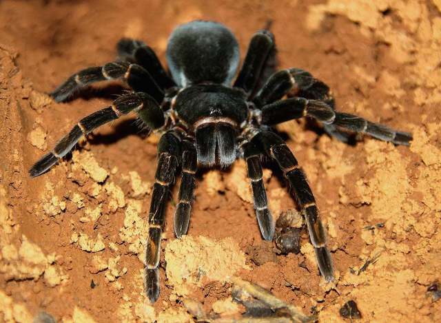 Megaphobema peterklaasi Schmidt, 1994, female, Costa Rica. (Photo - C. Andre)