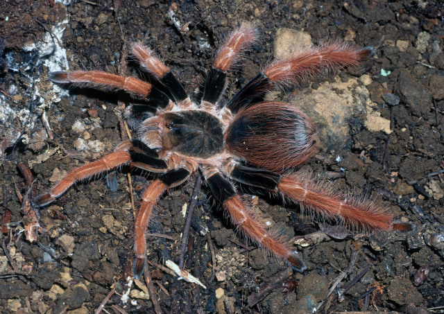 Megaphobema robustum (Ausserer, 1875), female, Colombia