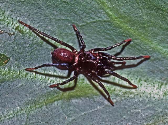 Melloina rickwesti Raven, 1999, female, Gamboa, Panama