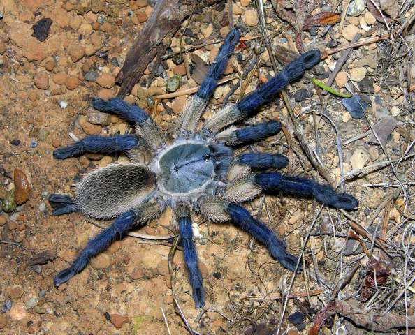 Monocentropus balfouri Pocock 1897, female, Socotra Island, Yemen. Rick C. West