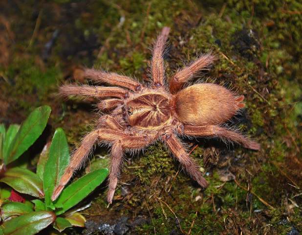 Neoholothele incei (F.O.P-Cambridge, 1899), female (golden morph), Trinidad Island, West Indies. (Photo - E. Ythier)