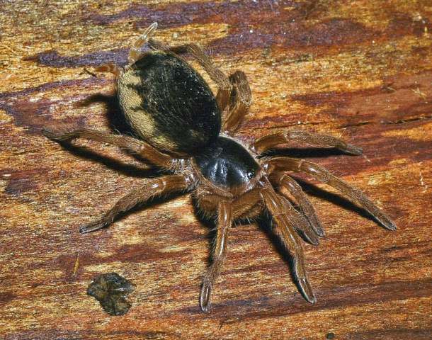 Neostenotarsus guianensis (Caporiacco, 1954), female, Montsinery, French Guiana