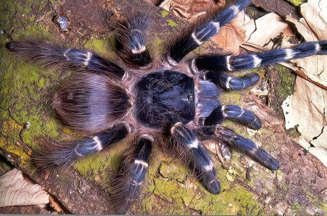 Nhandu cerradensis Bertani, 2001, female, Brazil (Photo - R. Bertani)