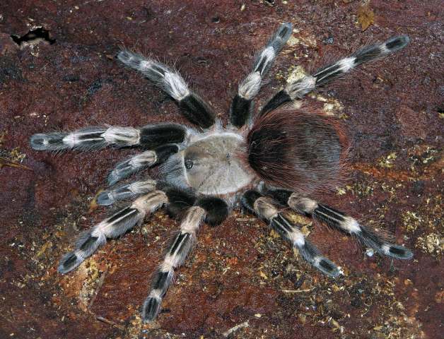 Nhandu chromatus Schmidt, 2004, female (color morphotype), Brazil