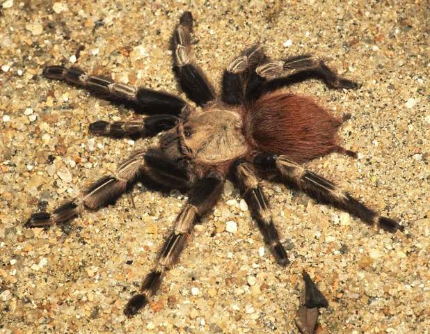 Nhandu chromatus Schmidt 2004, female (light morph), Brazil. (Photo - B. Lamar)