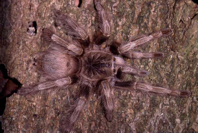 Nhandu coloratovillosus (Schmidt 1998), female (color morph), Brazil. (Photo - R. Bertani)