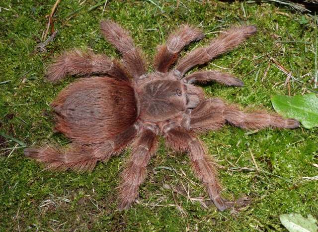 Nhandu tripepii (Dresco 1984), female, Brazil. Photo - Rick C. West (2)