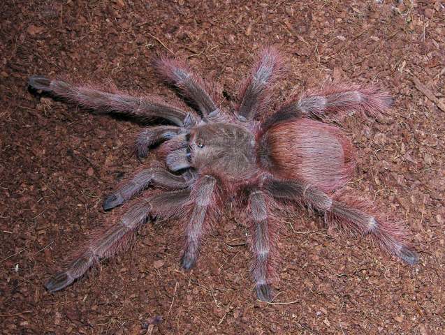 Nhandu tripepii (Dresco 1984), female, Brazil. Photo - Rick C. West
