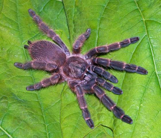 Orphnaecus sp.3, female (pre-molt, arboreal), Palawan Island, Philippines