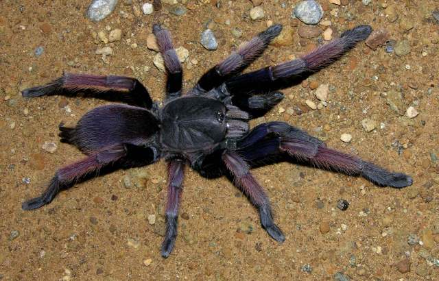 Orphnaecus sp.4, female, Romblon Island, Philippines