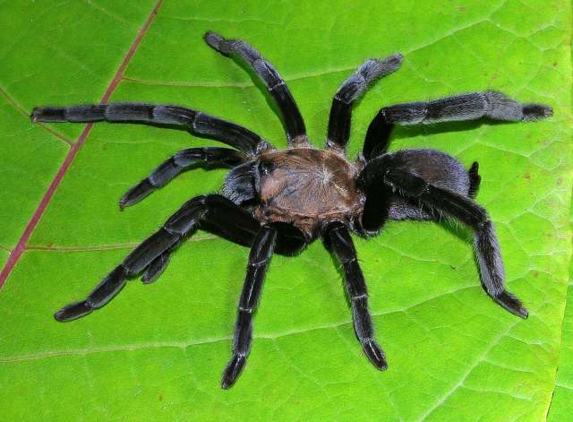 Orphnaecus sp.5, female (fully scopulated 4th metatarsus), West Papua, New Guinea