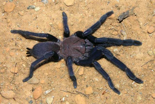 Orphnaecus sp.6,  female, Martinduque, Philippines