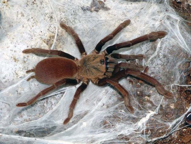 Orphnaecus sp.7, female, Cebu Island, Philippines