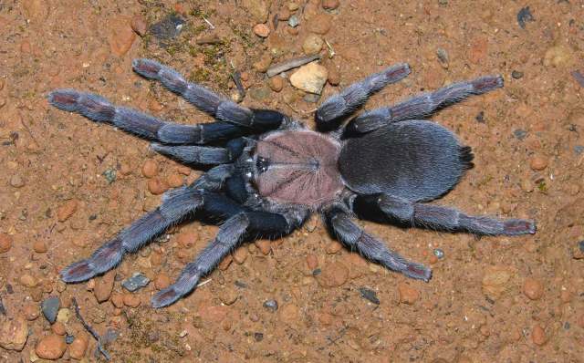 Orphnaecus sp.8, female, Pangasinan Province, Luzon Island, Philippines