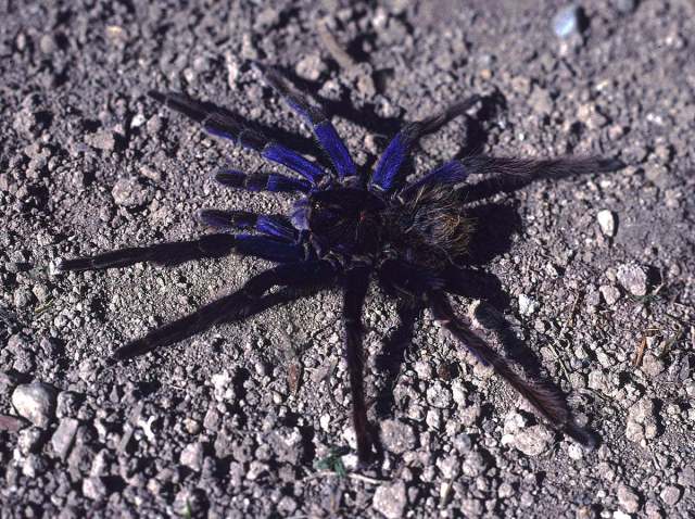 Pamphobeteus antinous Pocock, 1903, male (dried), ne. Bolivia