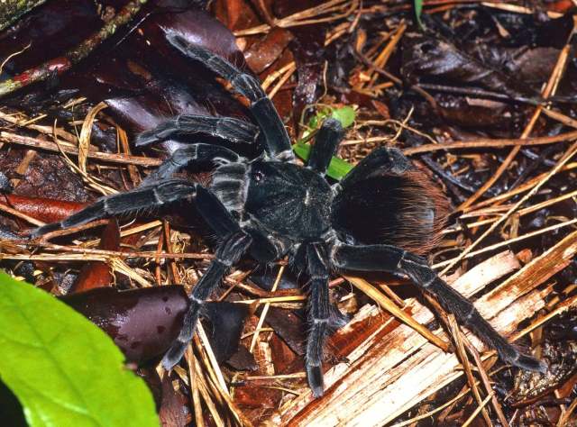 Pamphobeteus cf antinous Pocock, 1903, female, e. Loreto, Peru