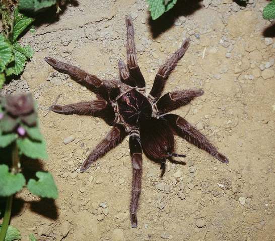 Pamphobeteus cf fortis (Ausserer, 1875), female (post-molt), Colombia