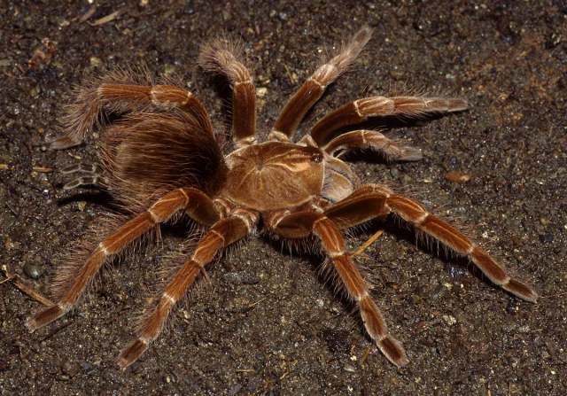 Pamphobeteus cf fortis (Ausserer, 1875), female [pre-molt], Colombia