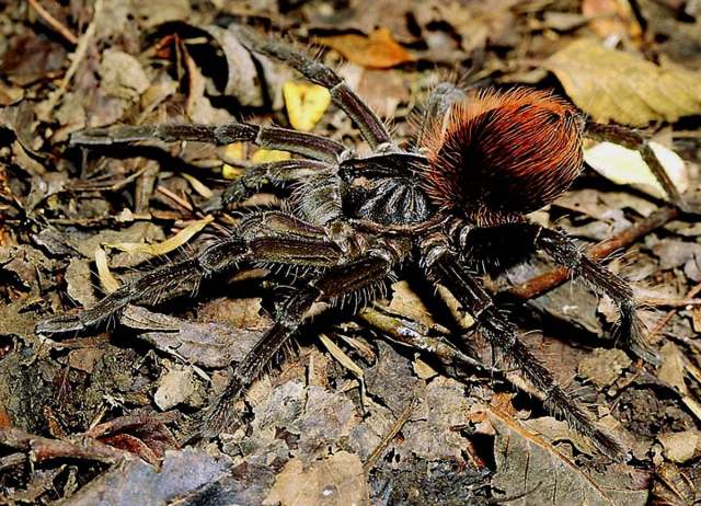 Pamphobeteus sp., female, e. Loreto, Peru
