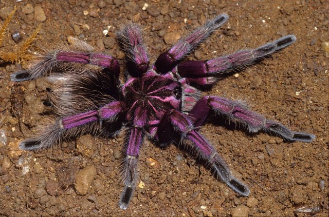 Pamphobeteus sp., male, Peru