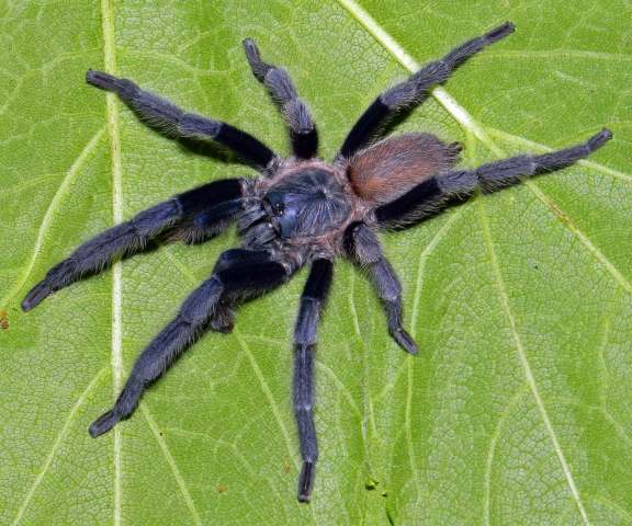 Phlogiellus johnreylazoi Nunn, West & von Wirth, 2016, male, Palawan Island, Philippines.
