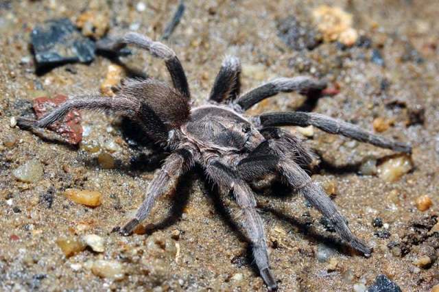 Phlogiellus longipalpus Chomphuphuang, Smith, Wongvilas, Sivayyapram, Songsangchote & Warrit, 2017, male, Lampang Province, n. Thailand. (Photo - K Hongpadharakiree)