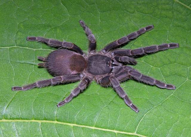 Phlogiellus moniqueverdezae Nunn, West & von Wirth 2016, female, Krabi Province, Thailand.