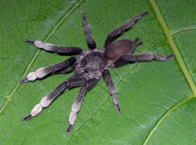 Phlogiellus moniqueverdezae Nunn, West & von Wirth 2016, male, Krabi Province, Thailand.